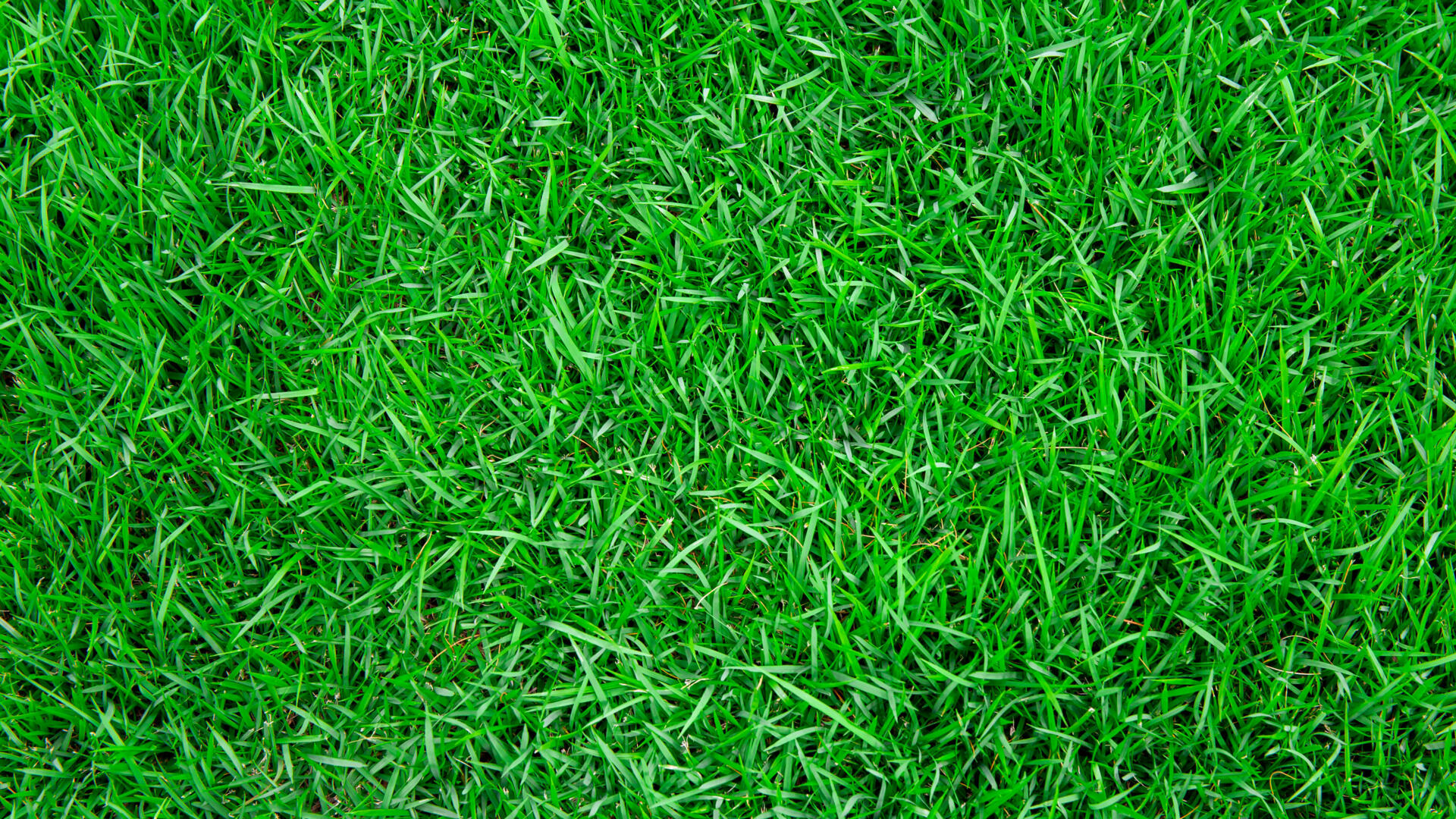 l-herbe-est-toujours-plus-verte-chez-les-autres