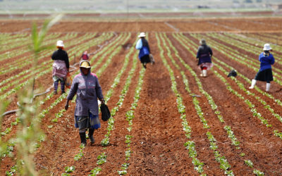 Promouvoir le développement rural et l’agriculture au Togo